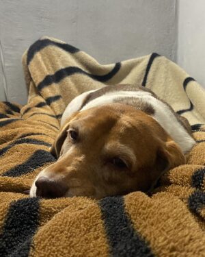 Ronaldo Moura Instagram - Uma jovem senhora 🐶

#sol #petlovers #beagle