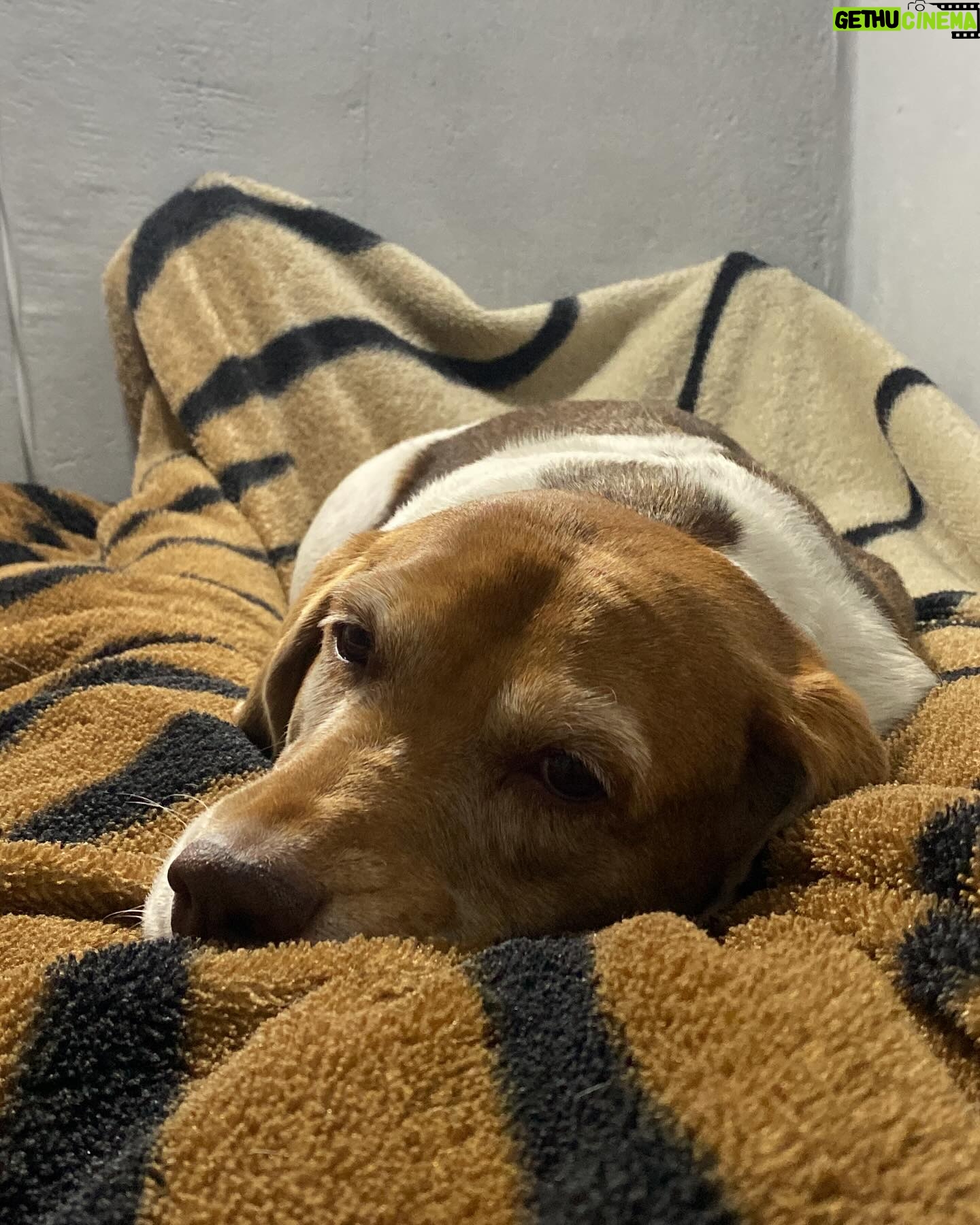 Ronaldo Moura - 3 Likes - Uma jovem senhora 🐶
#sol #petlovers #beagle
