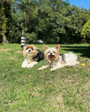 Ronnie Von Instagram - Você passou um dia agradável? 💛
Esse foi um resumo do nosso Domingo Páscoa 🐰