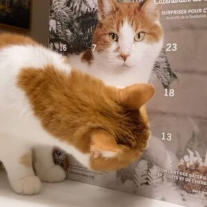 Rose-Aimée Automne T. Morin Instagram - Noune-Alexandre Gallagher est en vedette sur le calendrier de l’Avent pour chats de la Fondation BEA! Une belle façon d’encourager les organismes qui soutiennent nos animaux adorés (nos enfants). Listes des détaillants sur le fondationbea.org!