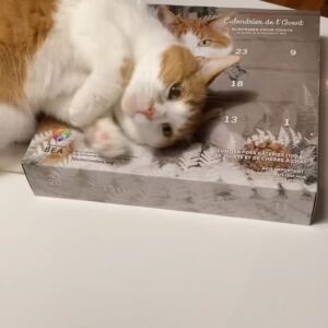 Rose-Aimée Automne T. Morin Instagram - Noune-Alexandre Gallagher est en vedette sur le calendrier de l’Avent pour chats de la Fondation BEA! Une belle façon d’encourager les organismes qui soutiennent nos animaux adorés (nos enfants). Listes des détaillants sur le fondationbea.org!