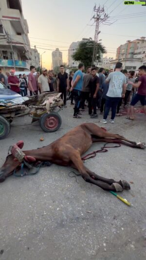 Roshdi Sarraj Instagram - Updates: 3 civilians and 
1 horse got killed in an attack on car and a horse cart

#Gaza #gazaunderattack #war #reels #updates #fyp #fypシ