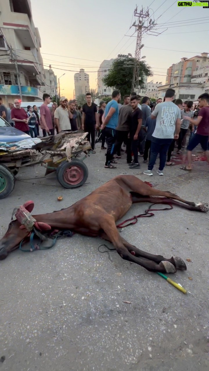 Roshdi Sarraj - 2.5K Likes - Updates: 3 civilians and
1 horse got killed in an attack on car and a horse cart
#Gaza #gazaunderattack #war #reels #updates #fyp #fypシ
