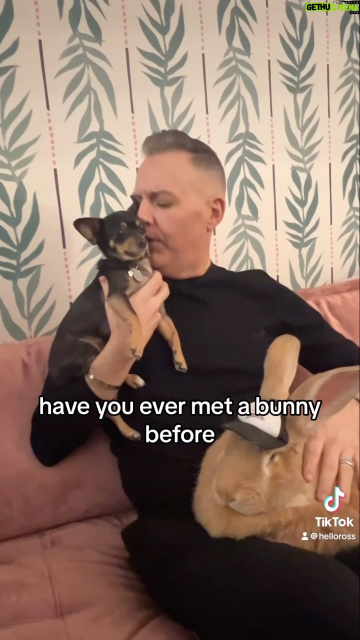 Ross Mathews - 8.3K Likes - My chihuahua (& I) met a giant therapy bunny behind the scenes at “DREW” today! 🐶 🐰 🥰