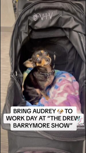 Ross Mathews Instagram - It was Bring Audrey 🐶 To Work day at “The Drew Barrymore Show”! Come behind the scenes as my baby girl gets the superstar treatment! 🌟 @TheDrewBarrymoreShow @DrewBarrymore #Adopt!