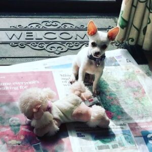 Ruairí O'Connor Instagram - Chloe's prediction for the McGregor/Mayweather fight.