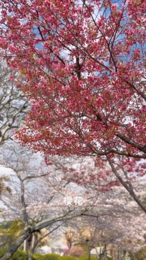 Ruby Yap Instagram - 以后不知道还有没机会看
留个纪念 ❤️ 

#kyushu #beppu #oita #sakura #2023 #japan #樱花 #九洲 #大分 #别府 #日本
