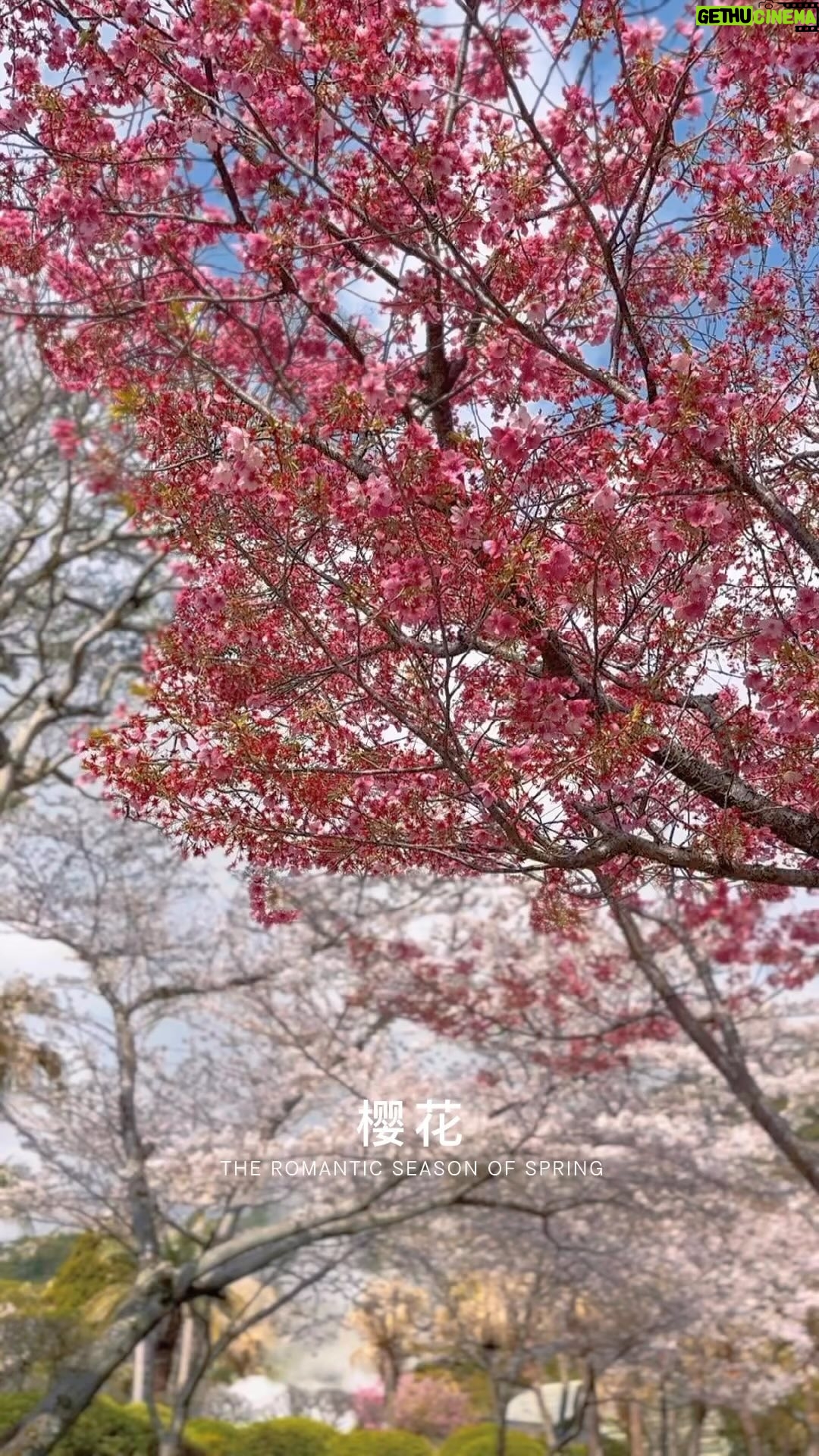 Ruby Yap - 185 Likes - 以后不知道还有没机会看
留个纪念 ❤️
#kyushu #beppu #oita #sakura #2023 #japan #樱花 #九洲 #大分 #别府 #日本
