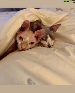 Rui Oliveira Instagram - Bom dia😉😜✌️#sphinkscat #sphinx_cat