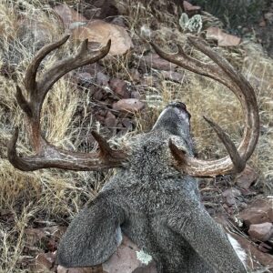 Ryan Bader Instagram - Jumbo coues deer down! I’m from Nevada so growing up it was all about mule deer. I hadn’t even heard of coues deer until I came to AZ. I started hunting these little deer and caught the bug, they also taste waaay better than muleys. Yesterday we caught up with this giant backpacking in and trying to get to places most people won’t go. It paid off! Thx to my buddy @t_roy.burns82 for being my road dawg for this hunt and all the help. #127” 
@gohunt @kryptek @crocodile.cloth 
.
.
.
#coues #couesdeer #coueswhitetail #deer #gohunt #hunt #krypteklegion