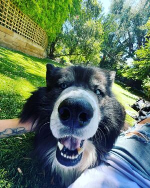 Ryan Hurst Instagram - They are LOVE.