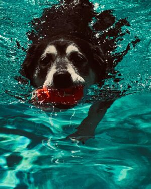Ryan Hurst Instagram - Dog Days of Summer!