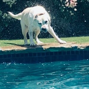 Ryan Hurst Instagram - Dog Days of Summer!