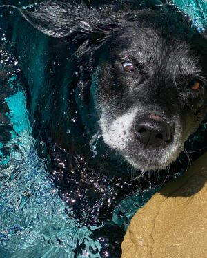 Ryan Hurst Instagram - Dog Days of Summer!