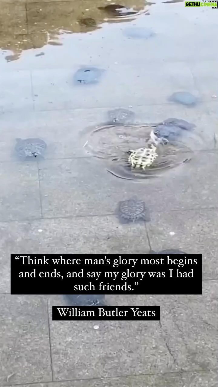 Ryan O'Nan - 1.6K Likes - FRIENDS #❤️ #🐢 #turtle #tortuga #friends