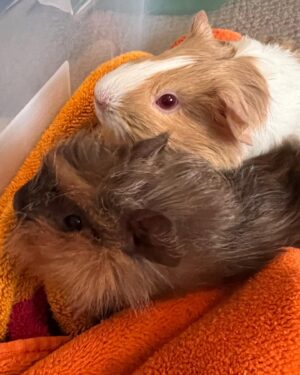 Rylea Nevaeh Whittet Instagram - Meet Miss Rosie & Fluffy!  Rylea loves her new guinea pig daughters.. Teddy really wants to “play” with them. #ryleanevaehwhittet #ryleawhittet #maddyfrommaid #guineapig #guineapigs #guineapigsofinstagram #guineapiglove #wednesday #blueeyes #smileyrylea #mykidisthecutest