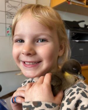 Rylea Nevaeh Whittet Instagram - Rylea with a couple of chicks 🐥 🐤 #ryleanevaehwhittet #ryleawhittet #maddyfrommaid  #babychicks #cute #tuesday #animallovers #toocute #toocuteforwords #smileyrylea