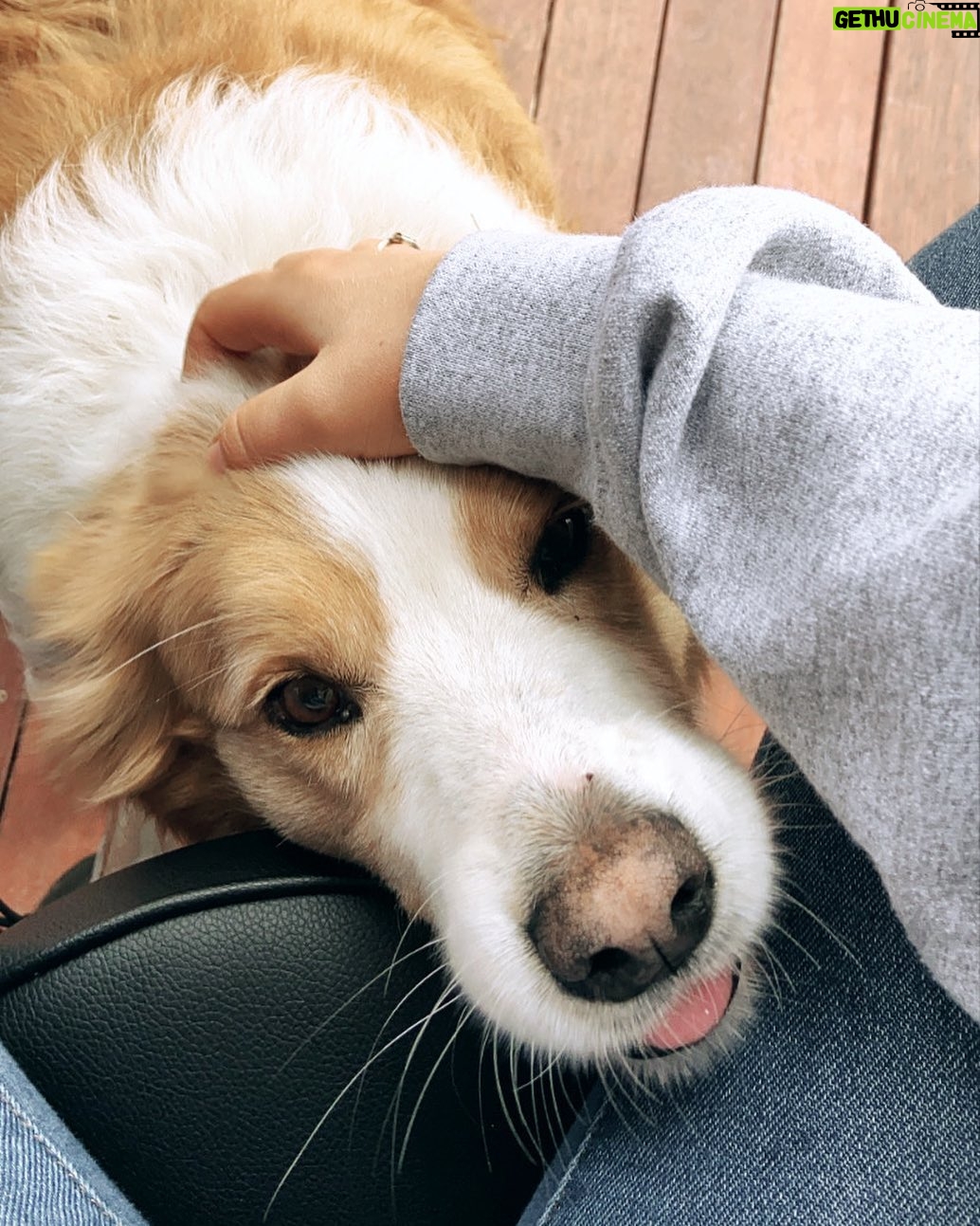 Rylee Mackintosh - 482 Likes - When @incmillphotography has one of the cutest doggos! Look at that lil tongue!! 😍😭🐶