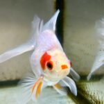 Ryoff Karma