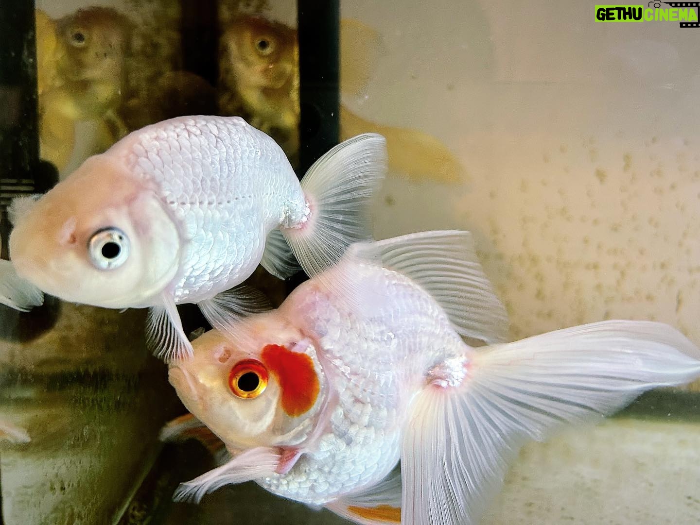Ryoff Karma - 2.5K Likes - 金魚