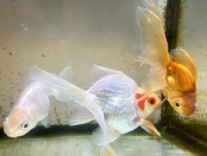 Ryoff Karma Instagram - 金魚