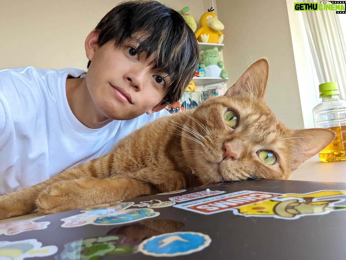 Ryogo Matsumaru - 13.4K Likes - PCを開けさせてくれないのでお仕事ができない!!笑
#猫
