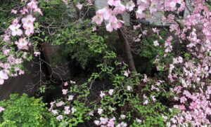 Ryuichi Sakamoto Instagram - In the spring of 2019, Ryuichi placed a piano in his NYC backyard and left it exposed to the elements to observe how the piano would return to nature. The piano blended with the seasons for several years before relocating to an artist friend’s garden in Upstate NY.
These photos show the piano’s transformation and beauty as it returns to nature.

photo by: 
1. Neo Sora  2.3.4. KAB America Inc.
5.6. Bill Kirstein 

#skmtnews
#ryuichisakamoto
#naturepiano