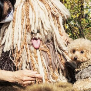 Ryuji Akiyama Instagram - 5月13日は愛犬の日。

世界一クリエイティブな大型犬、ロルフくん。

公園に行くのが大好きだというロルフくんは、体重が96kgあるのもかかわらず元気に飛び回る。
ロルフがおなかを見せるのはクリエイティブな職業に就いている人が多いというのは有名な話。

では、ロルフくんは何という犬種でしょう?!

答えは明日の投稿の最後で!
※昨日のクイズの答え→「ガーデンに日本の四季を取り入れる」

#クリエイターズファイル
#ロルフくん
#大型犬
#クリエイター
#クリエイティブ
#写真日記
#日記
#記念日
#ダイアリー
#クイズ
#サプライズ
#netflix
#毎日投稿
#ロバート秋山
#お笑い好き