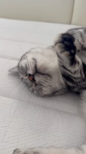 Ryuji Sato Instagram - もう一匹のオレが生きる意味！

#cat
#猫
#マンチカン
#もちお
#シーツ洗濯中
#変身
#昼寝
#眩しそう
#オレの腹の上を
#散歩するのが趣味
#もちお
#最近明らかに重くなった
#もちお
#ミヌエット
#みるた
#キャットタワーで昼寝中