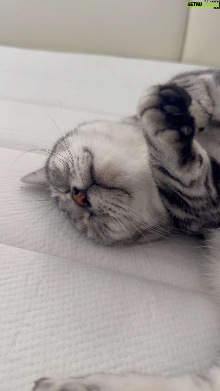 Ryuji Sato - 17.2K Likes - もう一匹のオレが生きる意味!
#cat
#猫
#マンチカン
#もちお
#シーツ洗濯中
#変身
#昼寝
#眩しそう
#オレの腹の上を
#散歩するのが趣味
#もちお
#最近明らかに重くなった
#もちお
#ミヌエット
#みるた
#キャットタワーで昼寝中