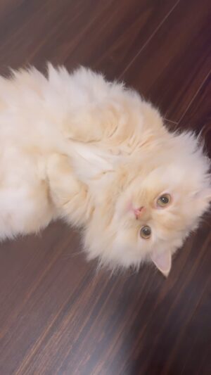 Ryuji Sato Instagram - #cat
#猫
#みるた
#こんにちは
#ミヌエット
#短足
#えげつない可愛い
#もちお
#ベッドで昼寝中

オレの生きる意味！！