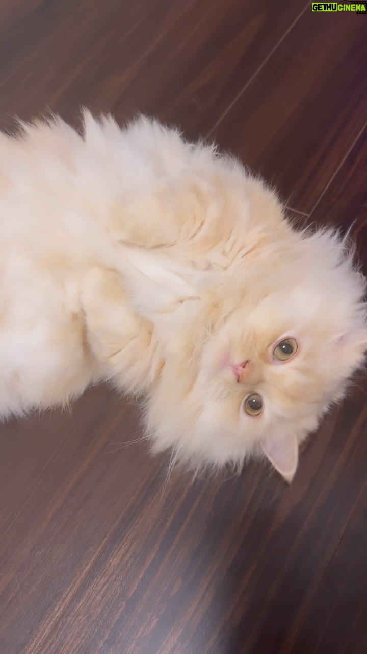 Ryuji Sato - 20.3K Likes - #cat
#猫
#みるた
#こんにちは
#ミヌエット
#短足
#えげつない可愛い
#もちお
#ベッドで昼寝中
オレの生きる意味!!
