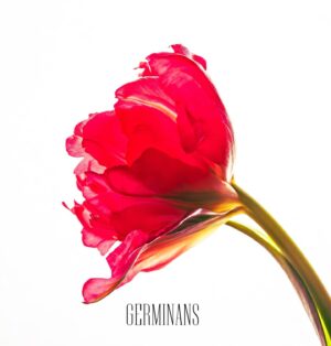 SAKI Instagram - "GERMINANS" got 1st in iTunes instrumental chart in Japan, US, UK and Canada!
Thank you🫶

#nemophila_band #marysblood #amahiru 
#instrumental #guitarsolo