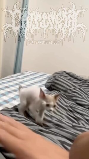 SAKI Instagram - Mosh cat (till the end) 

DM us to get featured
Buy merch catsandmetal.store
Follow IG @catsandmetalmusic
Follow TT @catsandmetalmusic
Follow YT /catsandmetal
Check our Spotify playlists for cool music

Tag your friends, share and leave a comment 🤘🙏

Riff credit: @nemophila_band 
Cat credit: unknown, dm if you’re OG author of the video

#catsandmetal #deathmetal #posthardcore #metalcore #blackmetal #metalhead #metalband #metalcat #metal #numetal #funnycats #merch #tshirt #clothing #metalfashion #streetwear #clothingbrand #bandmerch #metalmech #tshirtdesign #tshirts #bandartwork #merchdesign #clothes #shirt #nemophila #nemophila_band