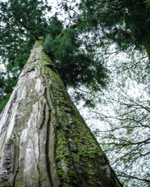 SHOCK EYE Instagram - 全国約3000社ある白山神社の総本社であり、
加賀国の一の宮である、白山比咩神社⛩️
白山（標高2,702m）を御神体とする白山信仰を代表する神社で、
僕が思う最高峰の神社の一つだ。

御祭神は、菊理媛命（ククリヒメノミコト）✨
古事記や日本書紀の正伝には登場せず、日本書紀を注釈するような外伝（異伝）に一度だけ登場する謎多き女神である。
国産みの夫婦神、イザナギ、イザナミを仲直りさせた神と言い伝えられ、菊理媛の「くくり」は「括る」にもつながり、現在は「和合の神」「縁結びの神」としても崇敬を受けているよ。

いつかは登拝したい白山、その頂上にある奥宮。
もちろん訪れるのは簡単ではないので、境内には白山に向けて建てられた遥拝所がある。
以前そこで写真を撮ったら、なんともありがたい光が写った✨
いつか必ず奥宮へ行くことを誓い手を合わせてきたよ🙏
そういえば、この日は突然、雨に降られ、そしてすぐ止んだり、なんだか不思議な体験もあったけれど、そのおかげで恵みを受けた瑞々しい自然のパワーをより強く感じることができた✨

一の宮巡りをはじめたので、また必ず訪れたい場所。
その時は奥宮に行きたいな^^ ^

#白山比咩神社 #白山神社 #一の宮巡り #パワースポット