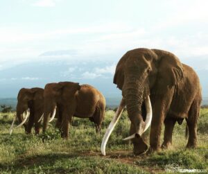 Saba Douglas-Hamilton Instagram - URGENT!! The distressing news has reached us from Arusha sources that another elephant hunt has commenced in the Enduimet area in northern Tanzania where many of the Amboseli elephants frequent. This comes just four weeks after the third male elephant was killed in the same area and despite all our collective efforts to put a stop to it.

The Governor of Kajiado County has voiced his concern on this, and we now urge Kenya’s other leaders and people to urgently speak out and put an end to the killing of the Amboseli elephants by trophy hunters in Tanzania! 

PLEASE help us stop this madness! Sign our petition if you haven’t already - link in bio, and get the news out as widely as you can.
