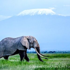 Saba Douglas-Hamilton Instagram - URGENT CALL TO ACTION: PETITION TO THE PRESIDENT OF TANZANIA 

For those horrified by the recent trophy hunting in Tanzania of Amboseli cross-border bulls, please help! Your signature holds immense power. 

Please sign and share a crucial petition - see link in bio or search for Stop Trophy Hunting in N Tanzania to Save Amboseli's Migratory Elephants on Avaaz.org - put together by @WildlifeDirect, @ElephantVoices, @amboseli_trust and @savetheelephants 
 
This petition is also backed by a unified coalition of signatories from Kenyan-based Conservation NGOs, wildlife filmmakers and photographers, and safari companies. We are all raising our voices for the protection of these magnificent creatures - please do so too! 

Bulls like 34 year old Esau (photo with Kilimanjaro in the distance) are in acute danger. See map showing movements of 8 collared bulls from Amboseli deep into Tanzania. Three more elephant permits have just been issued for trophy hunting in the West Kili/Natron area. The bull shot in Sept '23 has now been identified by the Amboseli Trust for Elephants as Gilgil. He was 35 years old and only just entering his reproductive years. We've asked for transparency from Tz, but the hunters burnt the carcasses to hide the evidence. We suspect the other two bulls were also from the Amboseli cross-border population. For now Esau is still alive and has been fitted with a radio collar by an alliance of Kenyan conservation NGOs. Tanzania must honour the 30-year agreement to protect these iconic and increasingly endangered bulls. See article from a Tanzanian newspaper in 1995 mentioning the moratorium on killing. Please sign & share. Thank you! THIS HAS TO STOP!

Please use link to petition in my bio, on my FB pages or at www.sabadouglashamilton.com.  Or search Avaaz.org for “Stop Trophy Hunting in N Tanzania to Save Amboseli’s Migratory Elephants”

FB reference: https://sabadouglashamilton.com/2024/03/16/urgent-call-to-action-petition-to-the-president-of-tanzania/