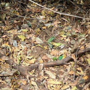 Saba Douglas-Hamilton Instagram - Perfect camouflage of a wild spirit. Enormous, beautiful puff adder.