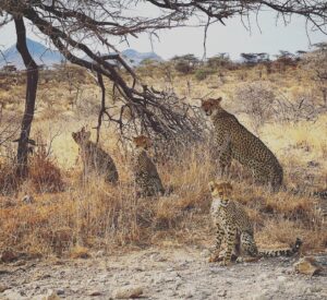 Saba Douglas-Hamilton Instagram - Exquisite little family. Cheetah of the northern frontier. How lucky are we to see this today en route to @elephantwatchcamp