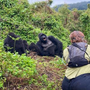 Saba Douglas-Hamilton Instagram - Am full of admiration for the Herculean efforts of the gorilla conservationists in Rwanda, Uganda and DR Congo, that brought these beautiful creatures back from the brink. From an estimated low of 250 in Dian Fossey’s time to over 1000 today (last census of 2016). Am deeply impressed also by the guides and trackers we’ve met - their discipline, passion, and profound respect for the gorillas, sharing this magical experience with such grace and sensitivity, and recruiting in turn hundreds of new allies each day from around the world. A conservation triumph at every turn!

In the divine presence of Silverback Uguranga from the Hirwa group.