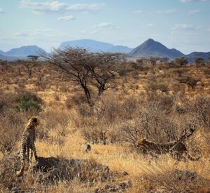 Saba Douglas-Hamilton Instagram - Exquisite little family. Cheetah of the northern frontier. How lucky are we to see this today en route to @elephantwatchcamp