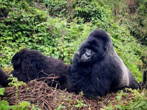 Saba Douglas-Hamilton Instagram - Am full of admiration for the Herculean efforts of the gorilla conservationists in Rwanda, Uganda and DR Congo, that brought these beautiful creatures back from the brink. From an estimated low of 250 in Dian Fossey’s time to over 1000 today (last census of 2016). Am deeply impressed also by the guides and trackers we’ve met - their discipline, passion, and profound respect for the gorillas, sharing this magical experience with such grace and sensitivity, and recruiting in turn hundreds of new allies each day from around the world. A conservation triumph at every turn!

In the divine presence of Silverback Uguranga from the Hirwa group.