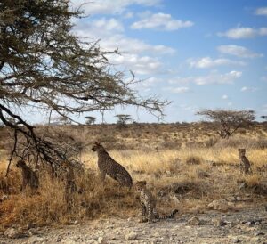 Saba Douglas-Hamilton Instagram - Exquisite little family. Cheetah of the northern frontier. How lucky are we to see this today en route to @elephantwatchcamp