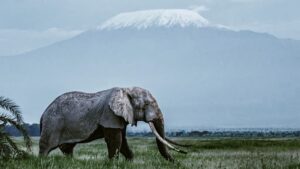Saba Douglas-Hamilton Instagram - Young bulls like 34 year old Esau from Amboseli, roam 40  km across the border into Tanzania, when not in musth, and are super vulnerable to unethical trophy hunters. He's now got a collar thanks to @biglifeafrica @amboseli_trust, @maraelephantproject @savetheelephants etc. So I hope it keeps him safe.📸 Jeremy Goss/Big Life Foundation

PLEASE SIGN & SHARE THE PETITION on Avaaz.org to stop trophy hunting of migrating elephants in N. Tanzania and to reinstate the 30 year moratorium. Link in BIO, on my FB pages & website: sabadouglashamilton.com