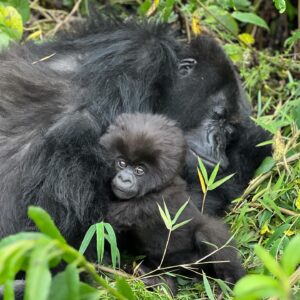 Saba Douglas-Hamilton Instagram - Gorillas fill my heart and soul.  Sweet dreams 💚