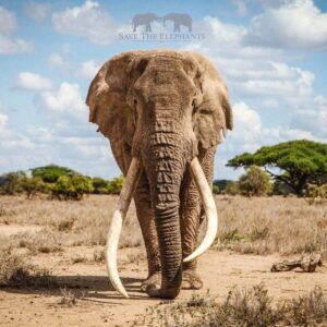 Saba Douglas-Hamilton Instagram - URGENT CALL TO ACTION: PETITION TO THE PRESIDENT OF TANZANIA 

For those horrified by the recent trophy hunting in Tanzania of Amboseli cross-border bulls, please help! Your signature holds immense power. 

Please sign and share a crucial petition - see link in bio or search for Stop Trophy Hunting in N Tanzania to Save Amboseli's Migratory Elephants on Avaaz.org - put together by @WildlifeDirect, @ElephantVoices, @amboseli_trust and @savetheelephants 
 
This petition is also backed by a unified coalition of signatories from Kenyan-based Conservation NGOs, wildlife filmmakers and photographers, and safari companies. We are all raising our voices for the protection of these magnificent creatures - please do so too! 

Bulls like 34 year old Esau (photo with Kilimanjaro in the distance) are in acute danger. See map showing movements of 8 collared bulls from Amboseli deep into Tanzania. Three more elephant permits have just been issued for trophy hunting in the West Kili/Natron area. The bull shot in Sept '23 has now been identified by the Amboseli Trust for Elephants as Gilgil. He was 35 years old and only just entering his reproductive years. We've asked for transparency from Tz, but the hunters burnt the carcasses to hide the evidence. We suspect the other two bulls were also from the Amboseli cross-border population. For now Esau is still alive and has been fitted with a radio collar by an alliance of Kenyan conservation NGOs. Tanzania must honour the 30-year agreement to protect these iconic and increasingly endangered bulls. See article from a Tanzanian newspaper in 1995 mentioning the moratorium on killing. Please sign & share. Thank you! THIS HAS TO STOP!

Please use link to petition in my bio, on my FB pages or at www.sabadouglashamilton.com.  Or search Avaaz.org for “Stop Trophy Hunting in N Tanzania to Save Amboseli’s Migratory Elephants”

FB reference: https://sabadouglashamilton.com/2024/03/16/urgent-call-to-action-petition-to-the-president-of-tanzania/