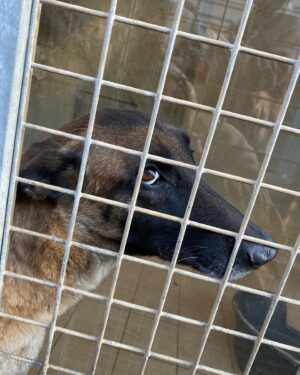 Sabine Perraud Instagram - Aujourd’hui @benjibounty et moi avons été rendre visite à la @laspamontpellierofficiel et son équipe de passionnés pour rencontrer les chiens et chats en attente d’adoption. Ils n’ont jamais été autant saturés d’animaux abandonnés et nous pouvons les aider, soit en faisant un don, soit en faisant de la prévention, soit en devenant bénévole ou encore mieux, en adoptant un de leurs protégés. Le week-end du 10/11 décembre de 10h à 17h ils organisent le Noël des animaux, avec tout un tas d’animations pour présenter leur travail et donner l’occasion à des familles d’ouvrir leur foyer à un orphelin. On vous partage une vidéo d’explication très vite! Bravo à eux pour leur dévouement et merci pour cette matinée enrichissante.