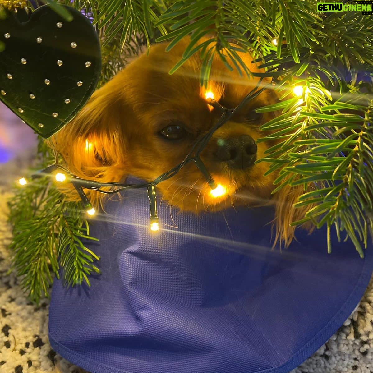 Sabine Perraud - 1.1K Likes - Michel de Noël... #truffe #condechien #michel merci @xorelgy meilleure baby/dog sitter