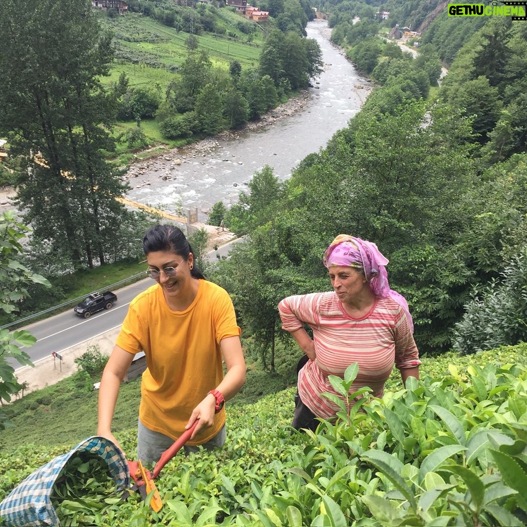 Sabriye Günüç - 276 Likes - Şiveli topraklar... Şive(ağız) araştırmaları dökümanter #şivetatilim #karadenizbölgesi #rize,çamlıhemşin #engebeliarazi #çaytoplayuruz #sündüsteyzem #şivekoçu
