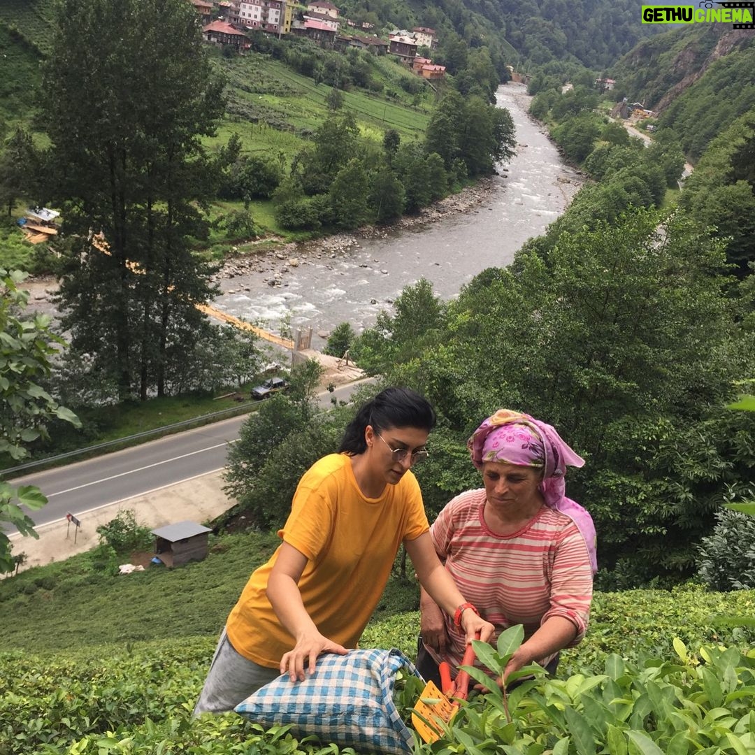 Sabriye Günüç - 276 Likes - Şiveli topraklar... Şive(ağız) araştırmaları dökümanter #şivetatilim #karadenizbölgesi #rize,çamlıhemşin #engebeliarazi #çaytoplayuruz #sündüsteyzem #şivekoçu